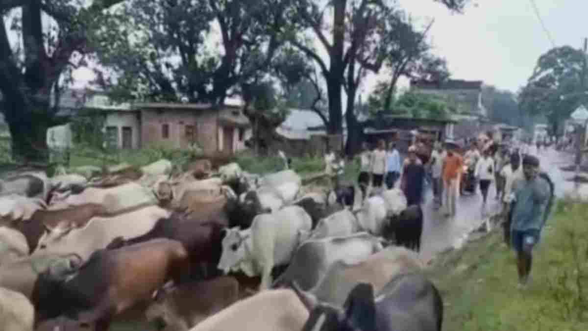 फसल बचाने सैकड़ों मवेशियों को तहसील ले पहुंचे जिला पंचायत सदस्य: रास्ते में अधिकारियों ने रोका, गौशाला निर्माण की मांग पर अनोखा विरोध