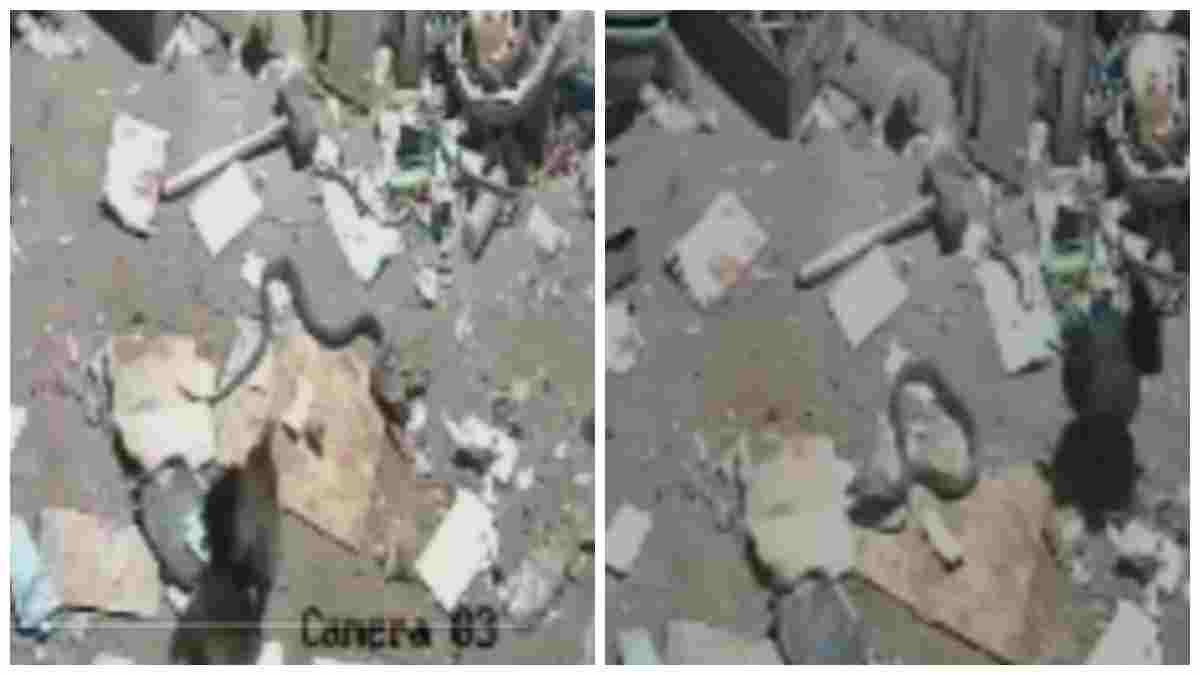 ममता की मिसाल: 5 चूजों को बचाने जहरीले सांप से लड़ी मुर्गी, CCTV में कैद हुआ दिल दहला देने वाला मंजर