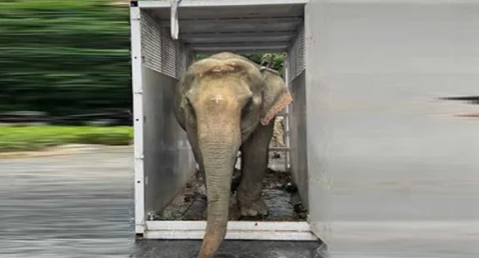 नगालैंड बाढ़ से रेस्क्यू की गई 53 वर्षीय हथनी ‘जायमोती’ विशेष इलाज के लिए वंतारा रवाना