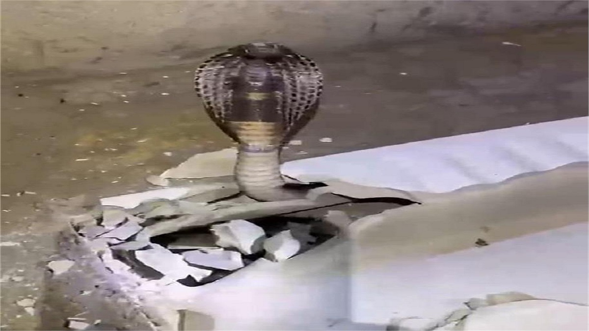 बाथरूम में आवाज सुनकर खोला दरवाजा तो सामने था 6 फीट का कोबरा, टॉयलेट सीट तोड़कर हुआ रेस्क्यू