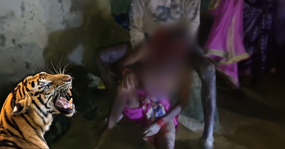 खटिया पर सो रही महिला को उठा ले गया बाघ, आधा सिर खा गया, दर्दनाक मौत; बचाने गए बेटे पर भी हमले की कोशिश