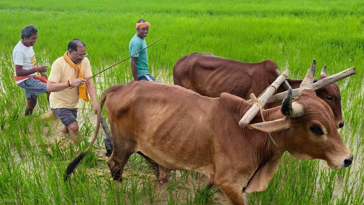 गृहग्राम बगिया में सुबह-सुबह खेत में उतरकर मुख्यमंत्री साय ने हल चलाकर की बियासी, बोले- खेती मेरे लिए आजीविका नहीं, जीवन का संस्कार…