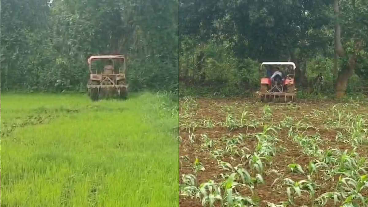 मक्के की खड़ी फसल पर चला दिया ट्रैक्टर, वन विभाग की कार्रवाई से नाराज किसान उठा रहे सवाल…