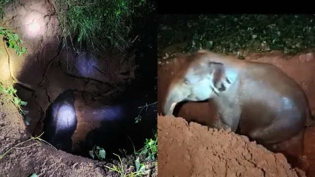 रामगढ़ में हाथियों का रेस्क्यू ऑपरेशन: कुएं में गिरे हाथी के बच्चे समेत दो गजराज, JCB से सुरक्षित निकाला