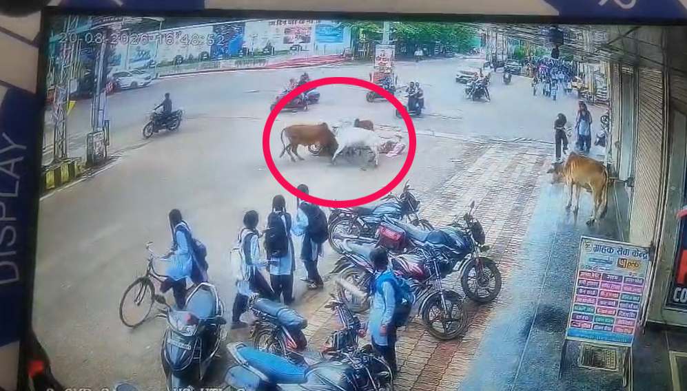 बड़ा हादसा टला VIDEO : सड़क पर लड़ते सांडों की चपेट में आई स्कूटी सवार महिला, घटना CCTV में कैद