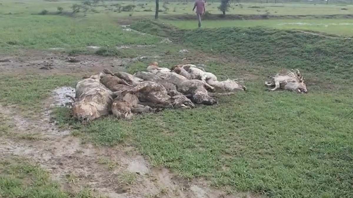 कलेक्ट्रेट परिसर में धरने पर बैठे गौ सेवक : गौवंशों की मौत के दाेषियों पर कार्रवाई की मांग, इधर पशु चिकित्सा टीम का दावा – मौके पर नहीं मिला कोई मृत पशु
