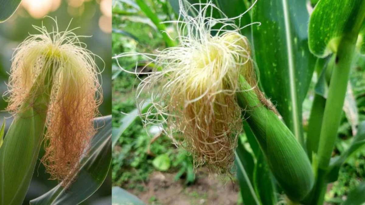 भुट्टे के रेशे फेंकने से पहले जान लें ये बात, सेहत के लिए हो सकते हैं फायदेमंद
