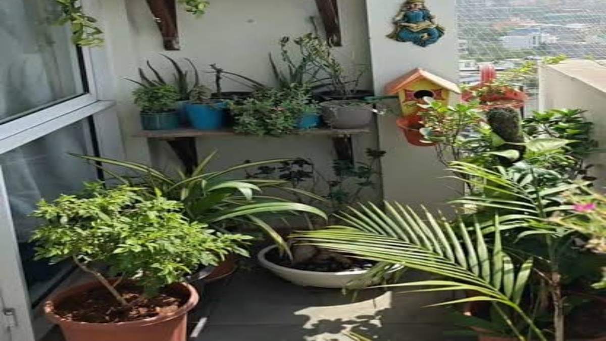 दक्षिण दिशा में न रखें ये पवित्र पौधे, वरना घट सकती है घर की सकारात्मक ऊर्जा …