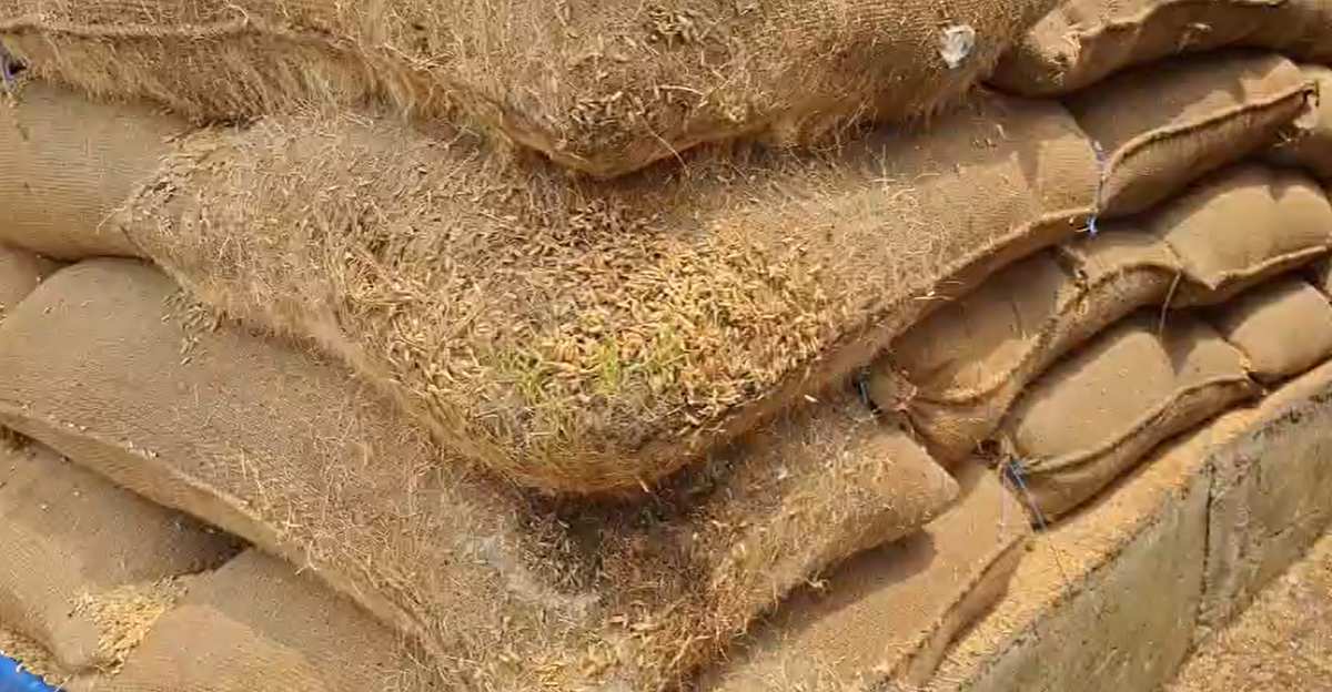 Lalluram Impact: धान में अंकुरण मामले में बड़ी कार्रवाई, शाखा प्रबंधक वंदना बागरी निलंबित