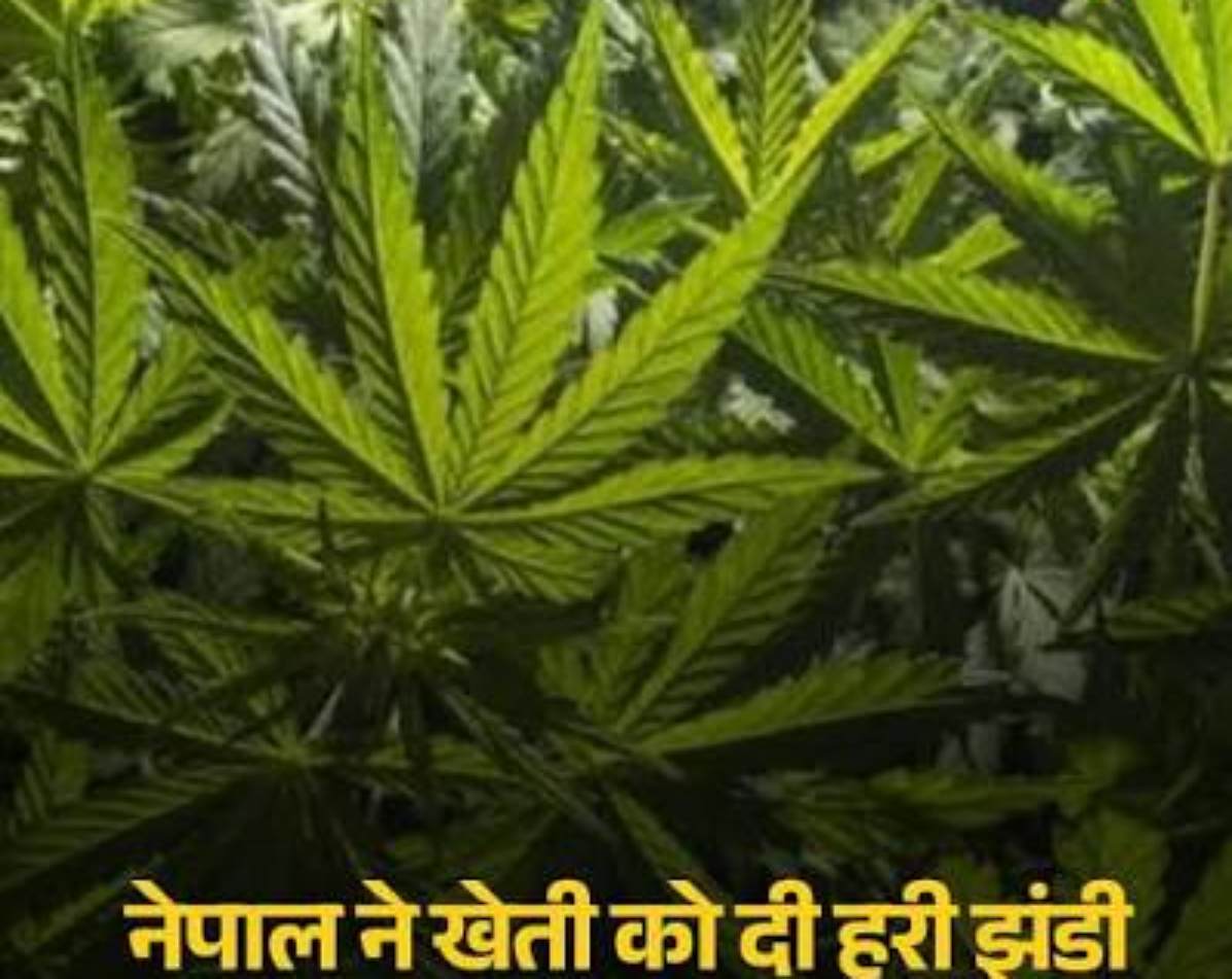 नेपाल के गंडकी में लीगल हुआ गांजा (मारिजुआना), पड़ोसी राज्य बिहार में भी पहुंचेगी महक