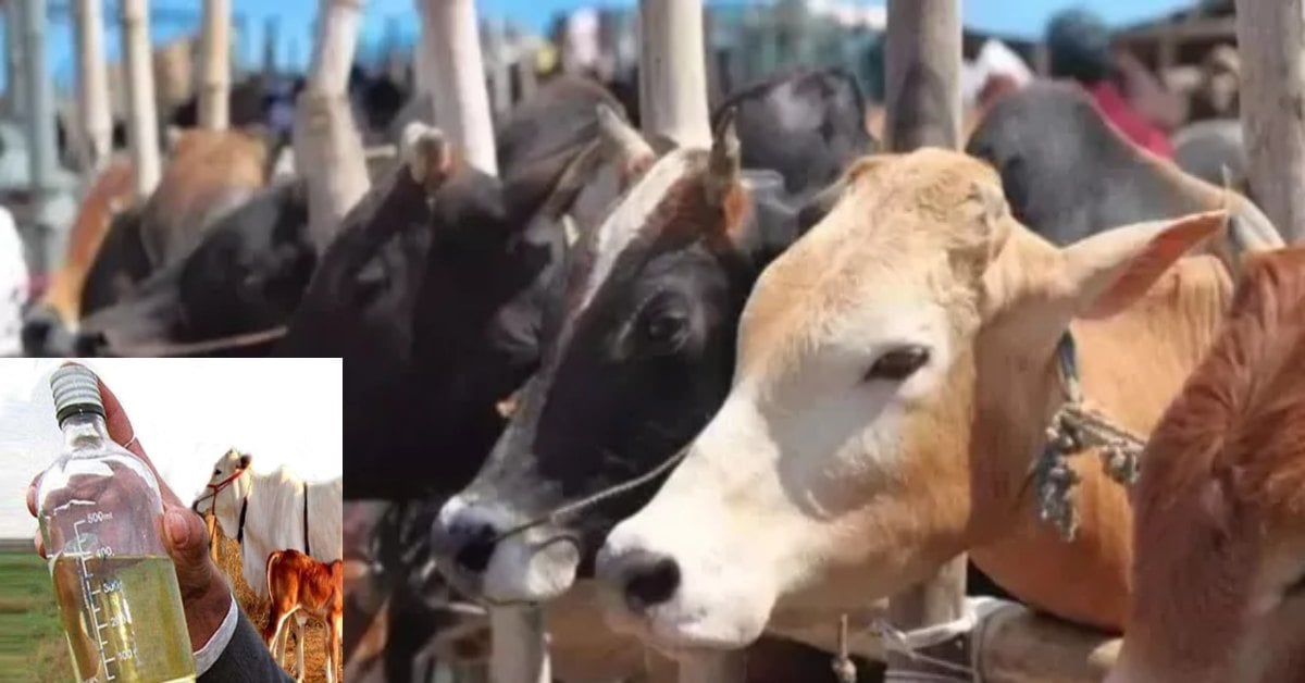 गाय से गांव की अर्थव्यवस्था बदलने की तैयारी! योगी सरकार का नया मॉडल, 10 रुपये लीटर बीकेगा गोमूत्र