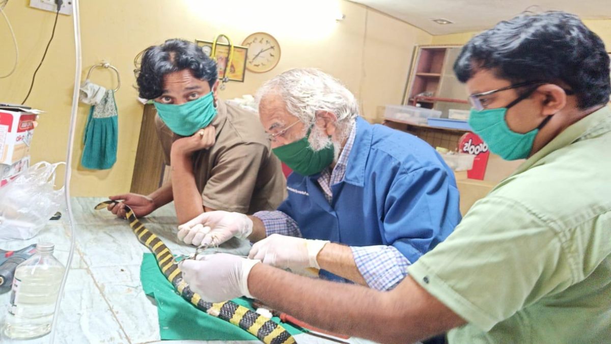 नाग पंचमी स्पेशल: डॉक्टर ने सर्प को दी नई जिंदगी, अहिराज की टूटी रीढ़ का किया सफल ऑपरेशन, 12 टांके और स्टेनलेस स्टील वायर से जोड़ा स्पाइन