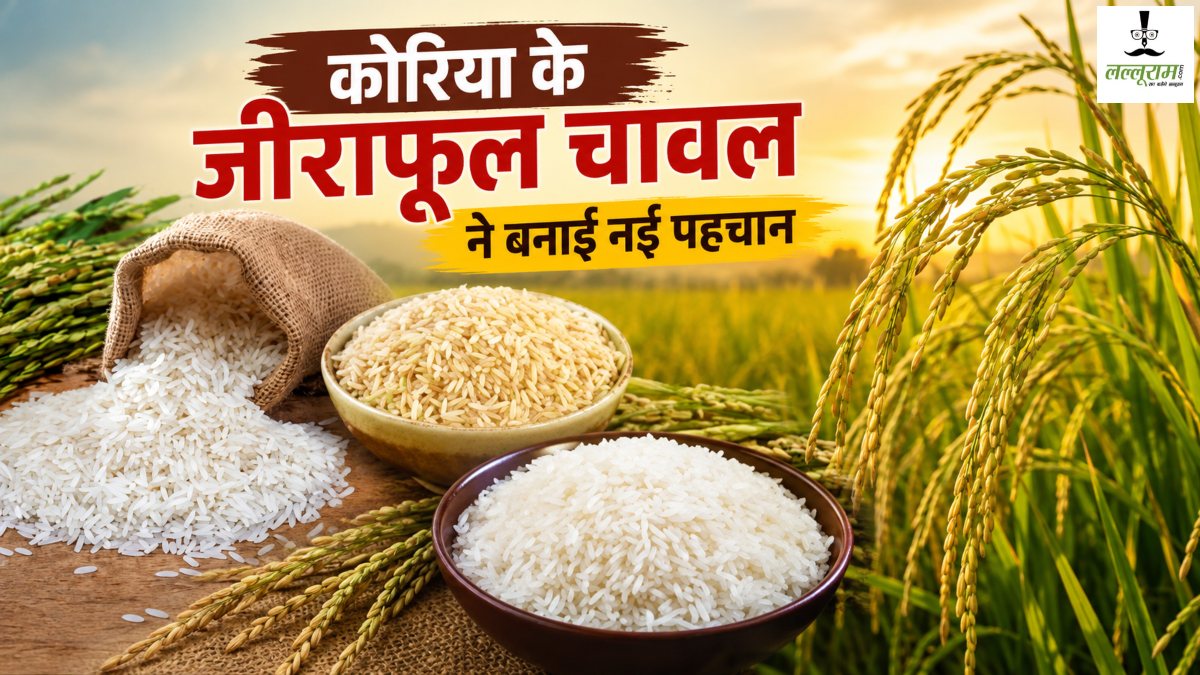 कोरिया के जीराफूल चावल ने बनाई नई पहचान, FPO मॉडल से किसानों को मिल रहा बेहतर बाजार