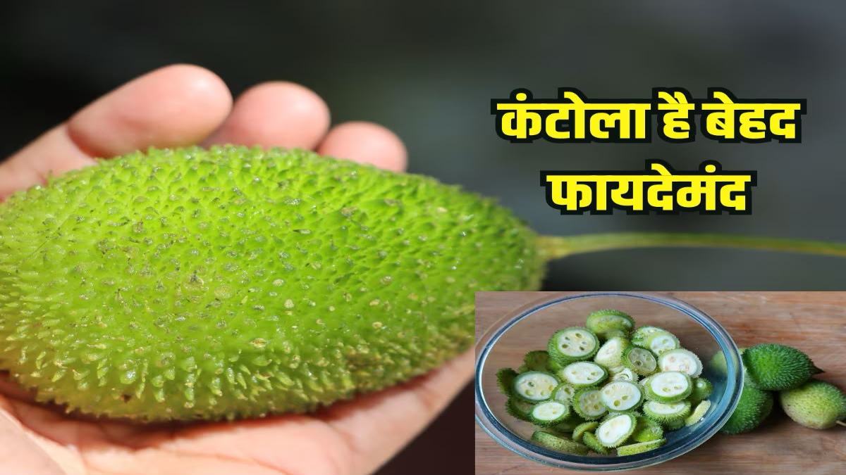 साल में एक बार मिलने वाली ककोरा की सब्जी, स्वाद के साथ सेहत के लिए भी फायदेमंद, जानिए इसके फायदे