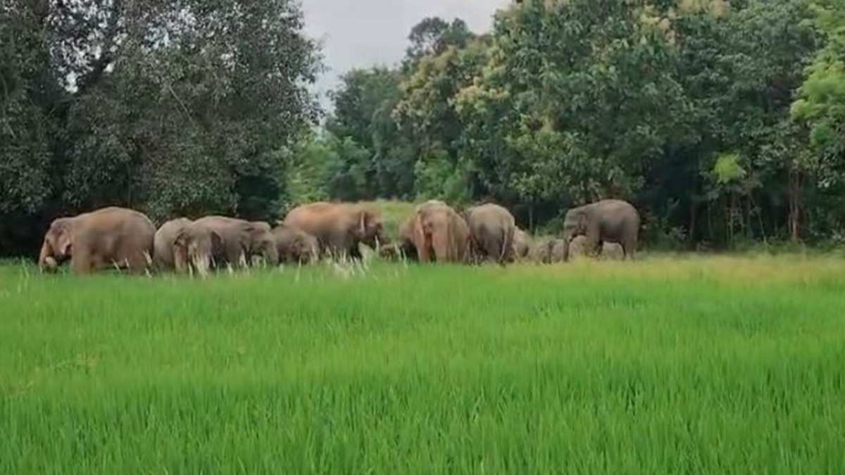 बरसात में बढ़ा गजराज का कहर : धरमजयगढ़ वन मंडल में 124 हाथियों का डेरा, तीन दिन में 6 मकान, 83 किसानों की फसलें तबाह
