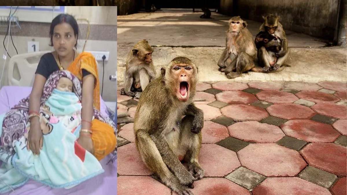 बंदरों का आतंक : 5 माह के मासूम को पालने से उठाकर पानी से भरे ड्रम में डाला, हालत गंभीर, जिला अस्पताल में चल रहा इलाज