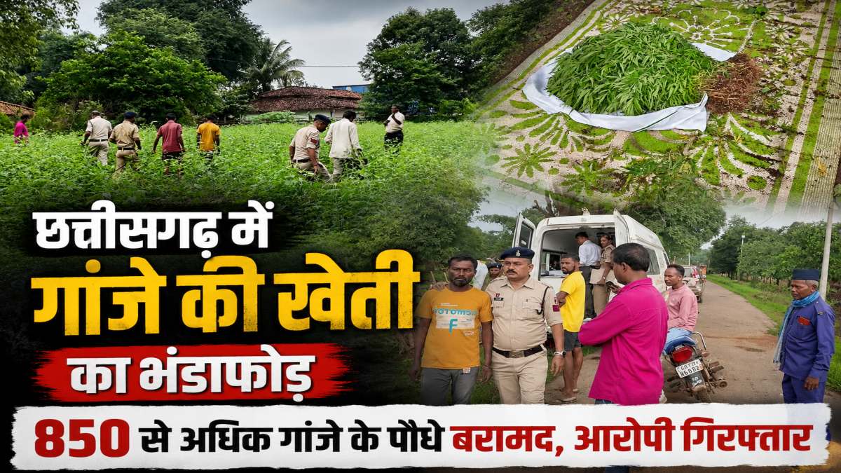 छत्तीसगढ़ में गांजे की खेती का भंडाफोड़, खेत से 850 से अधिक पौधे बरामद, आरोपी गिरफ्तार