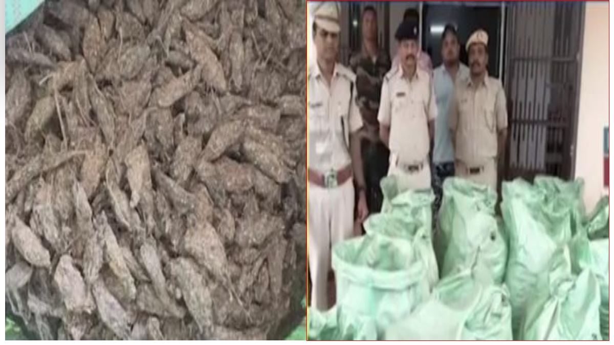 70 लाख रुपये से ज्यादा का गांजा जब्त: पुलिस ने घने जंगल में दबिश देकर पकड़ा, तस्कर हुए फरार