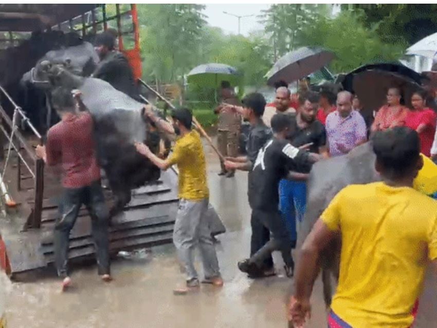लखनऊ में भैंसों की नीलामी पर संग्राम: सड़क पर उतरे सपा कार्यकर्ता, पुलिस ने टांग-टांग कर वैन में भरा; देखें हाई वोल्टेज ड्रामा