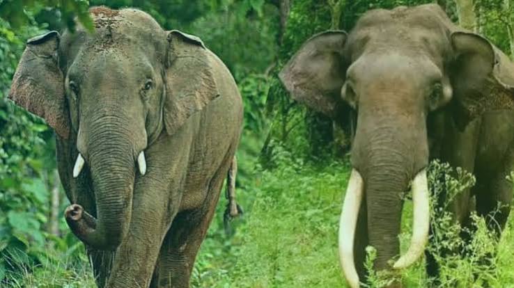 सिमडेगा में 5 दिन से गांव के पास डेरा जमाए 2 जंगली हाथी, ग्रामीणों में दहशत, तोड़ा घर