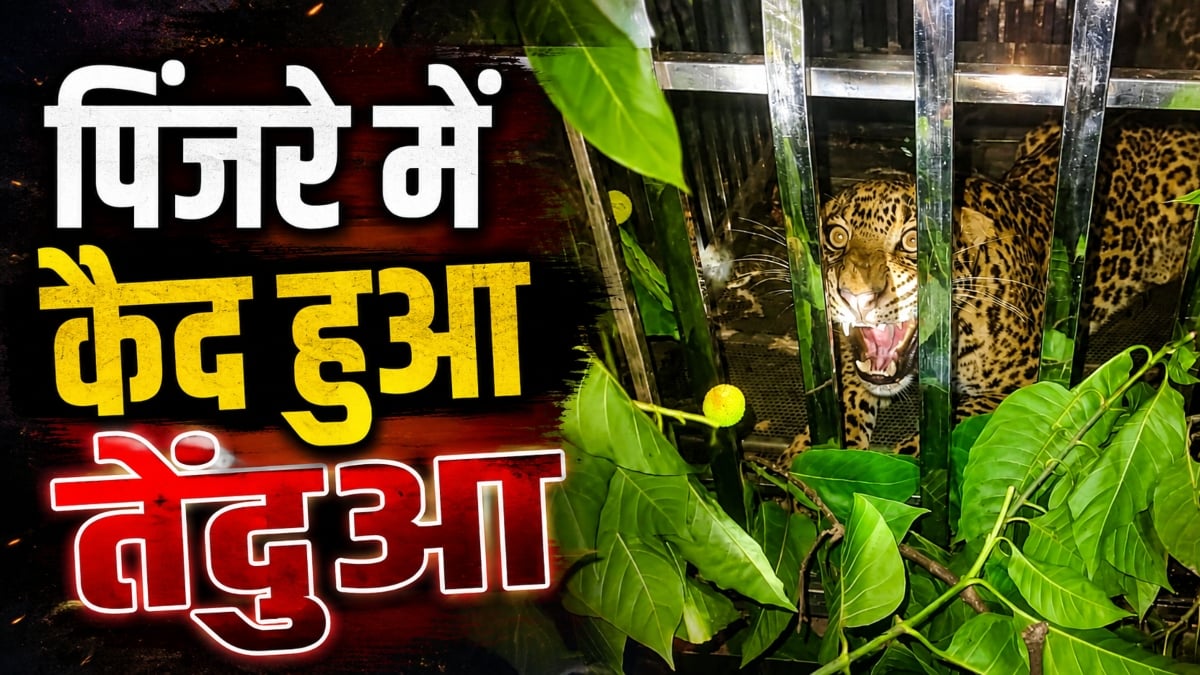 वन विभाग की सतर्कता से टला बड़ा खतरा: तेंदुए ने रिहायशी इलाके में मचा रखा था आतंक, अब पिंजरे में हुआ कैद