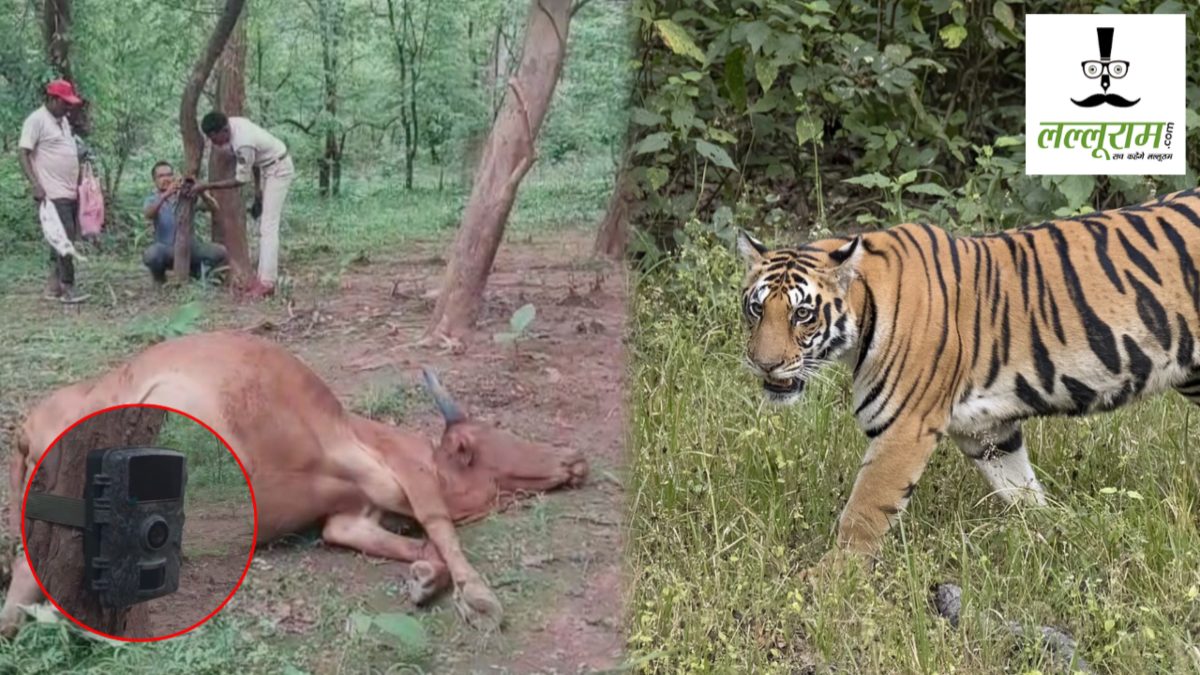 बाघ का आतंक : बैल को बनाया शिकार, वनकर्मियों से भी हुआ आमना-सामना, पकड़ने के लिए लगाए ट्रैप कैमरा