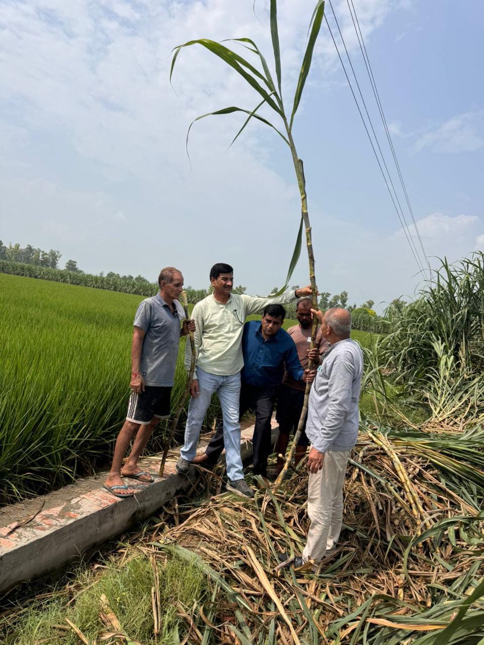 गन्ने के बीच गोभी की खेती से बढ़ेगी कमाई? कैथल में किसान के खेत पर हुआ प्रयोगात्मक निरीक्षण