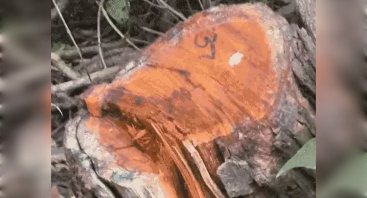 पंचकूला में रात के अंधेरे में खैर के पेड़ों की कटाई, 13 तस्करों पर FIR