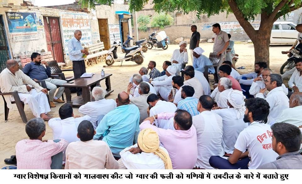 ग्वार में फूल आए, लेकिन फलियां नहीं बनीं; इस कीट से 25% तक घट सकती है पैदावार
