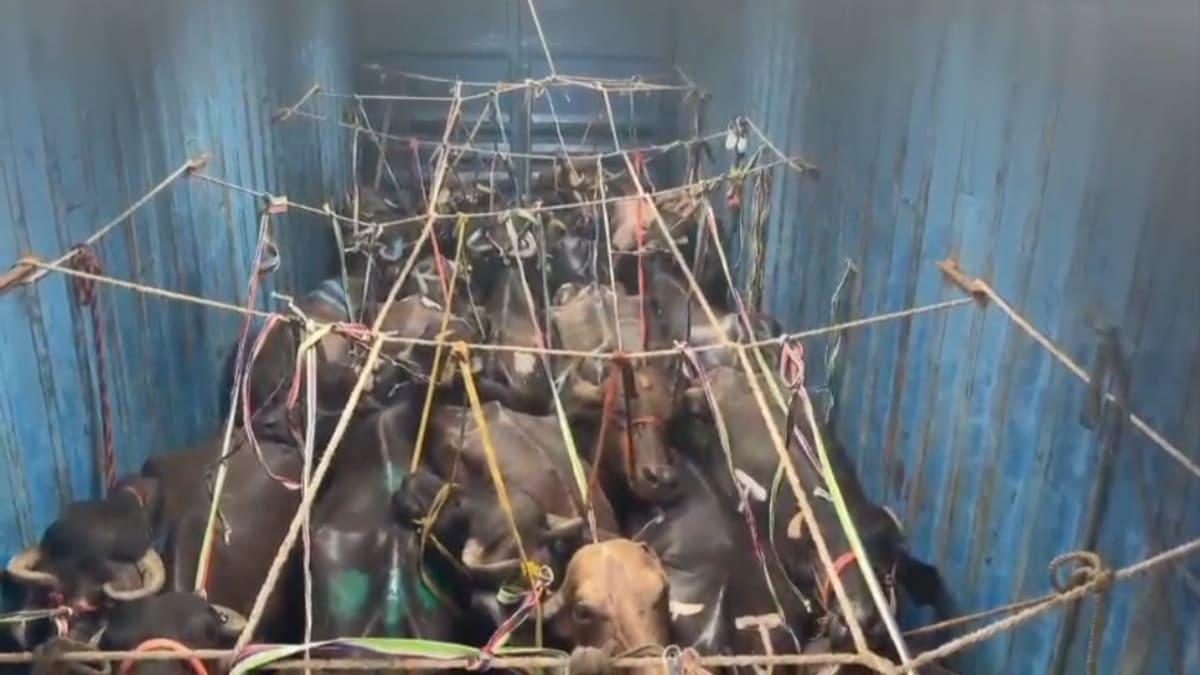 बिक्रमगंज में कंटेनर से 28 चोरी के मवेशी बरामद, दो तस्कर गिरफ्तार