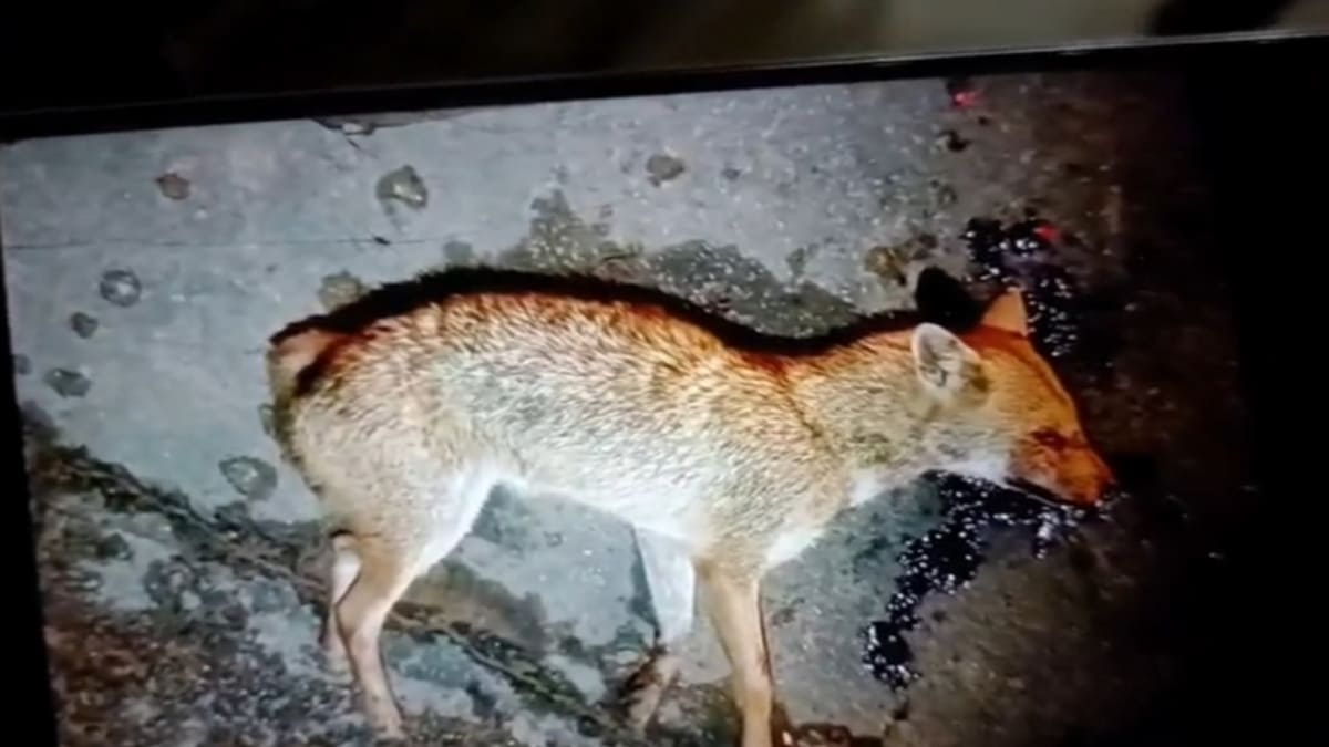 पागल सियार ने 15 लोगों को काटा, ग्रामीणों ने घेरकर किया ढेर, प्रशासन ने बढ़ाई सतर्कता