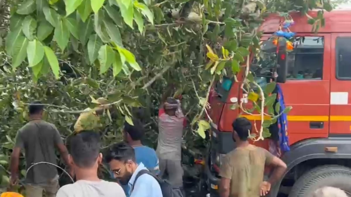 जमुई-मलयपुर मुख्य मार्ग पर टला बड़ा हादसा, गैस लोड ट्रक पर गिरा विशाल पेड़, चालक घायल