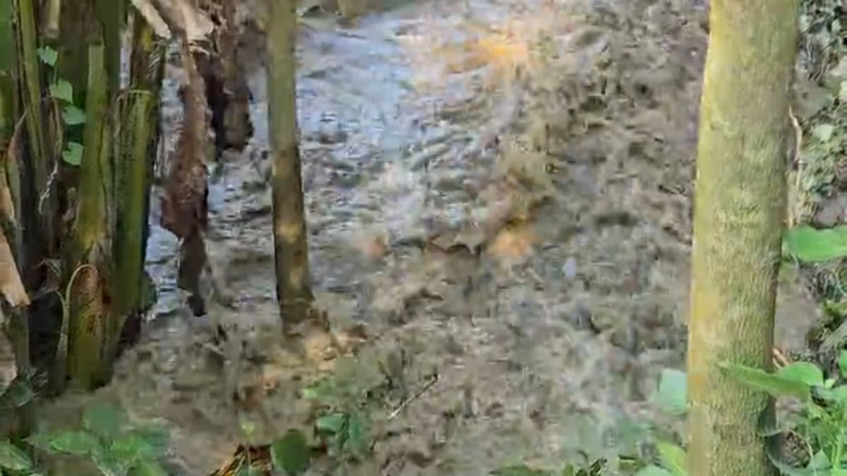 नेपाल की भारी बारिश और गंडक नदी का बढ़ता जलस्तर, अरेराज में टूटा मनरेगा रिंग बांध, निचले इलाकों में घुसा बाढ़ का पानी