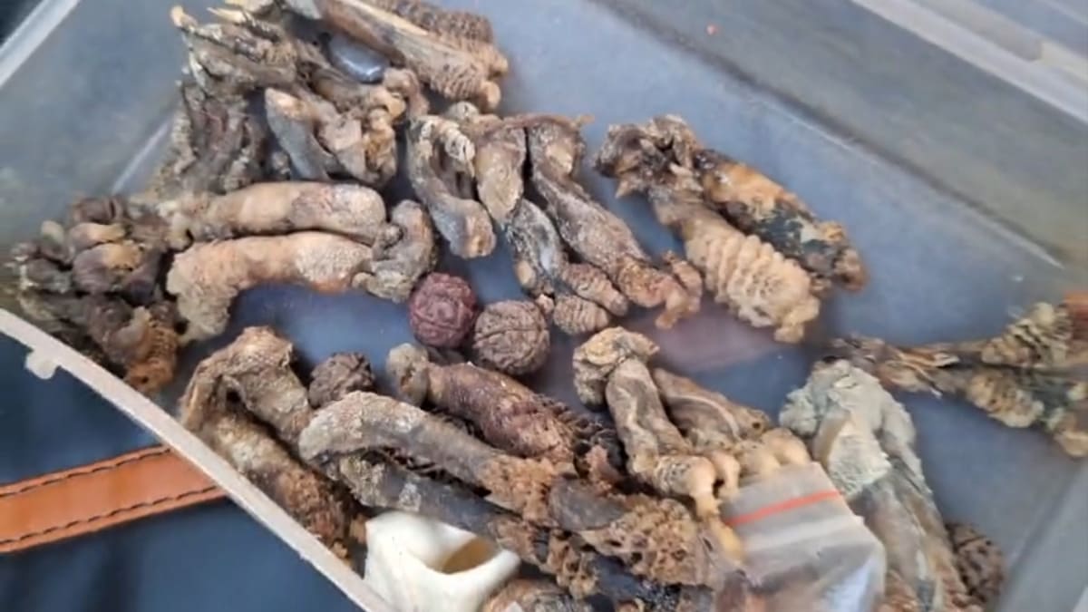 सासाराम में अंधविश्वास की आड़ में वन्य जीव अंगों का अवैध कारोबार, एक गिरफ्तार
