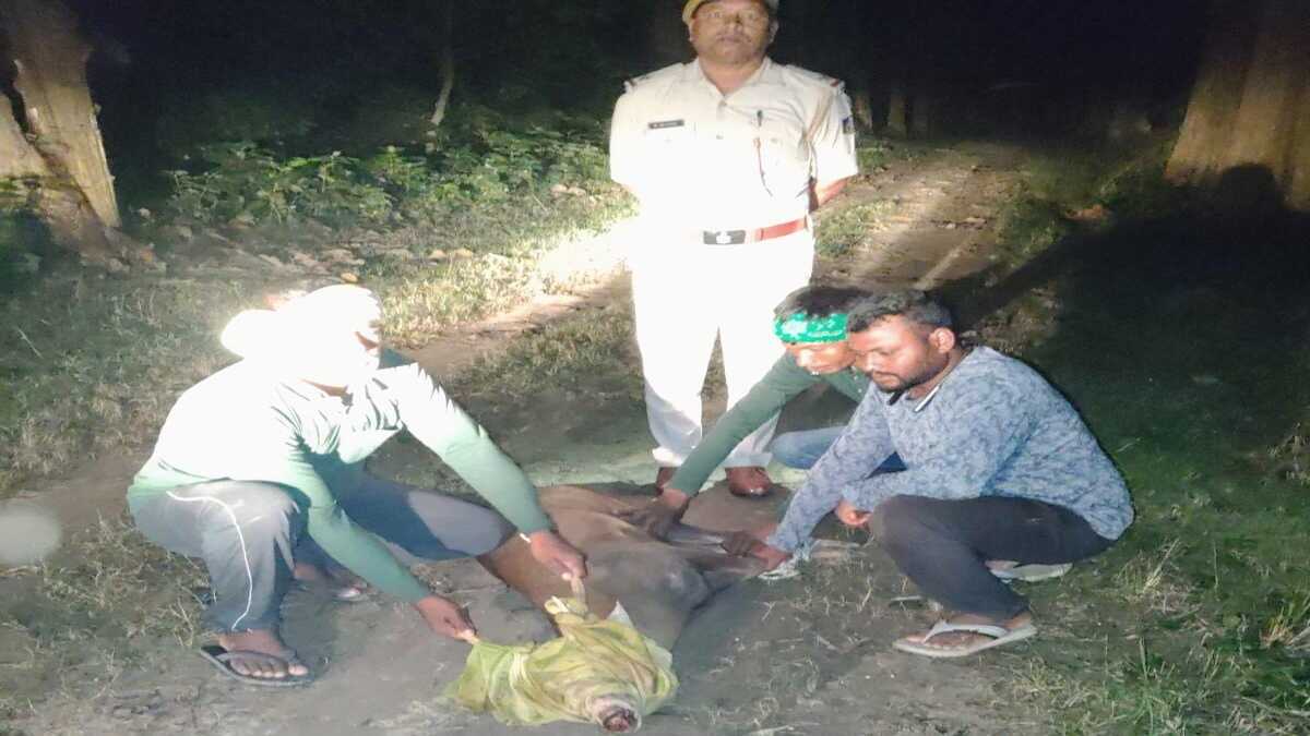 बेजुबान पर कुदरत का कहर: VTR जंगल में बाढ़ का तांडव, वन विभाग ने बचाई दो हिरणों की जान