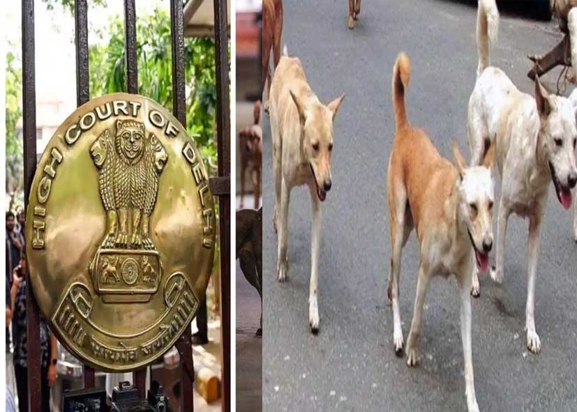 आवारा कुत्तों की नसबंदी में तेजी लाए MCD-NDMC, दिल्ली हाई कोर्ट ने मांगी स्टेटस रिपोर्ट
