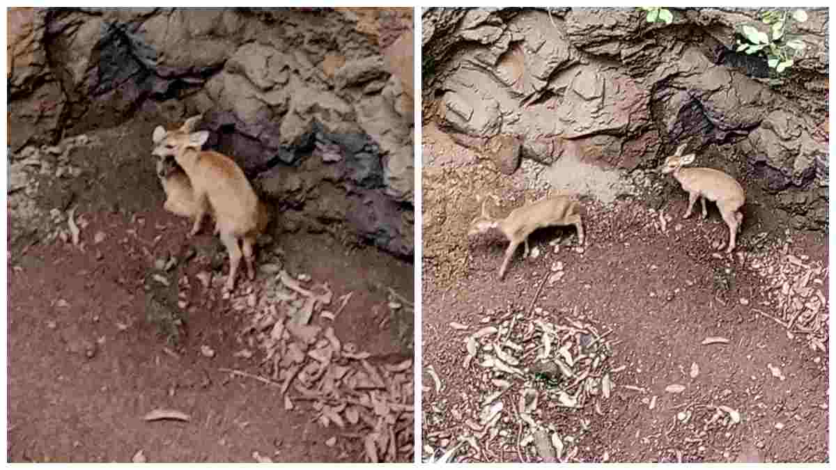 लापरवाही ने ली बेजुबान की जान: 2 घंटे देरी से पहुंची वन विभाग की टीम, भड़के ग्रामीणों पर उल्टा रौब झाड़ने लगीं डिप्टी रेंजर