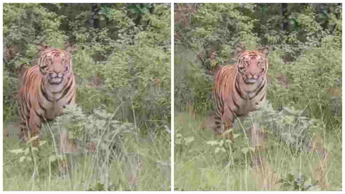 सड़क किनारे दिखा बाघ: ग्रामीणों में दहशत का माहौल, बरही वन क्षेत्र में वन विभाग ने बढ़ाई गश्त