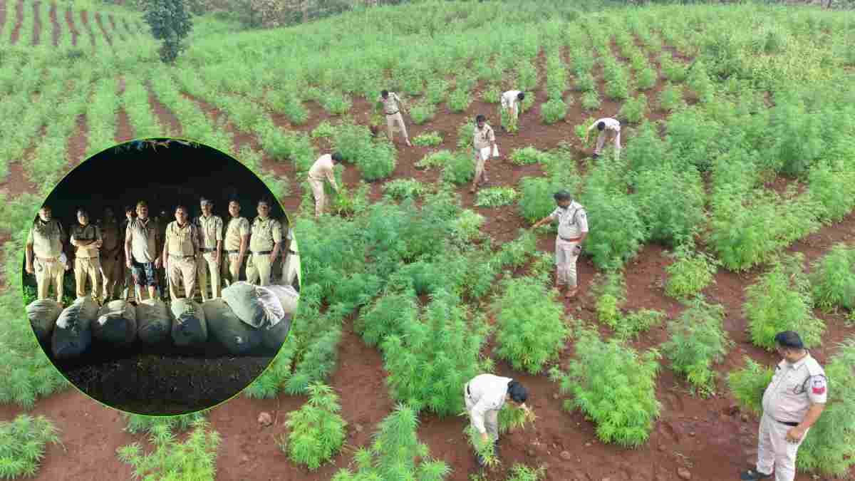 ड्रोन, 400 जवान और 5 खेतों में छापा: यहां पुलिस का ‘ऑपरेशन ग्रीन स्ट्राइक’, 1 करोड़ से ज्यादा की अवैध गांजे की फसल जब्त