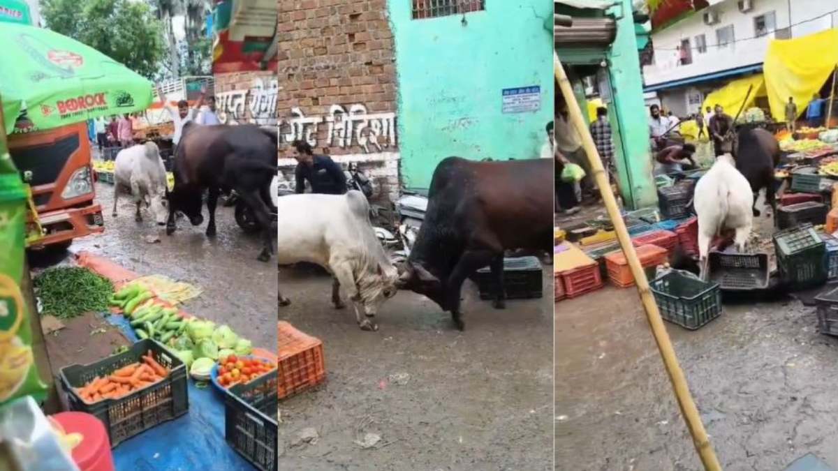 सब्जी मंडी में भिड़े दो सांडः 20 मिनट तक मचाया तांडव, कई दुकानें और वाहन क्षतिग्रस्त