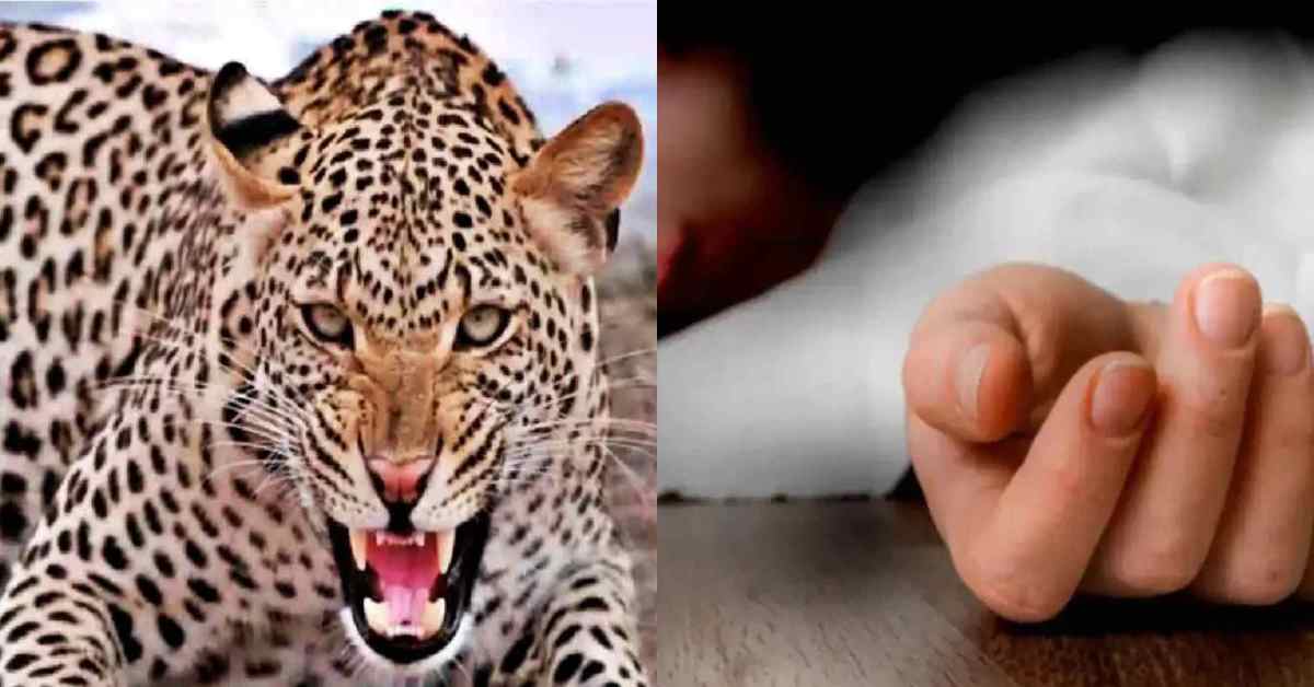 आदमखोर का आतंकः तेंदुए के हमले से एक और मां की गोद हुई सूनी, अस्पताल में जिंदगी की जंग हार गई 3 साल की मासूम