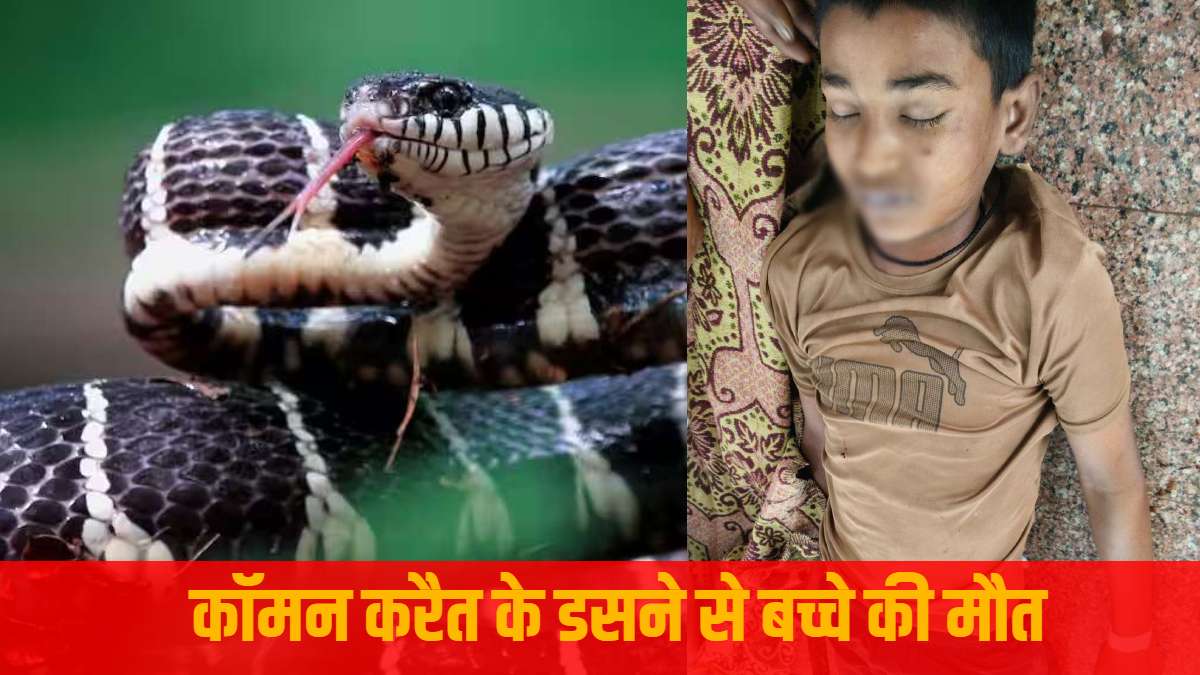 साइलेंट किलर का कहर: सोते समय 13 साल के बच्चे को करैत सांप ने डसा, हुई मौत