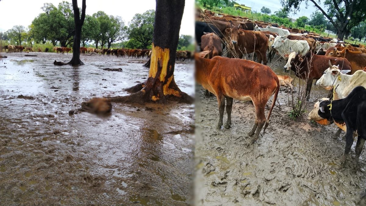 अस्थायी गौठान में मवेशियों की मौत, दो दिनों में 20 से ज्यादा पशुओं के दम तोड़ने का दावा, व्यवस्था पर उठे सवाल