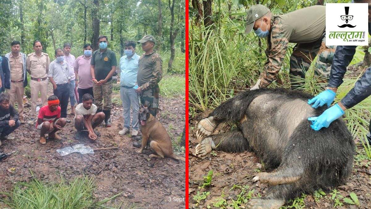 CG News : भालू की मौत के बाद नाखून काटकर ले गए साथ, वन विभाग ने दो आरोपियों को किया गिरफ्तार