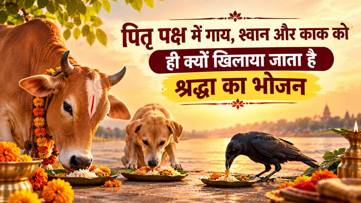 पितृ पक्ष में गाय, श्वान और काक को ही क्यों खिलाया जाता है श्रद्धा का भोजन…