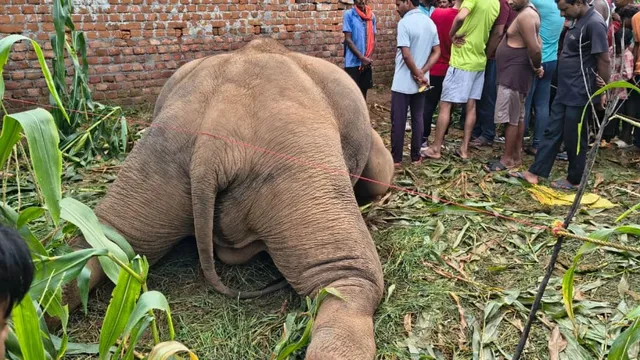 Latehar News: खेत में लगाया करंट बना गजराज का काल, मकई खाने पहुंचे 15 हाथियों के झुंड में एक की मौत, मची अफरातफरी