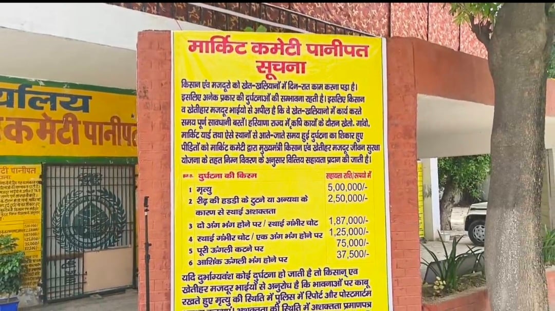 पानीपत मंडी में 1509 धान की बंपर आवक, अब तक 90 हजार क्विंटल पहुंची फसल