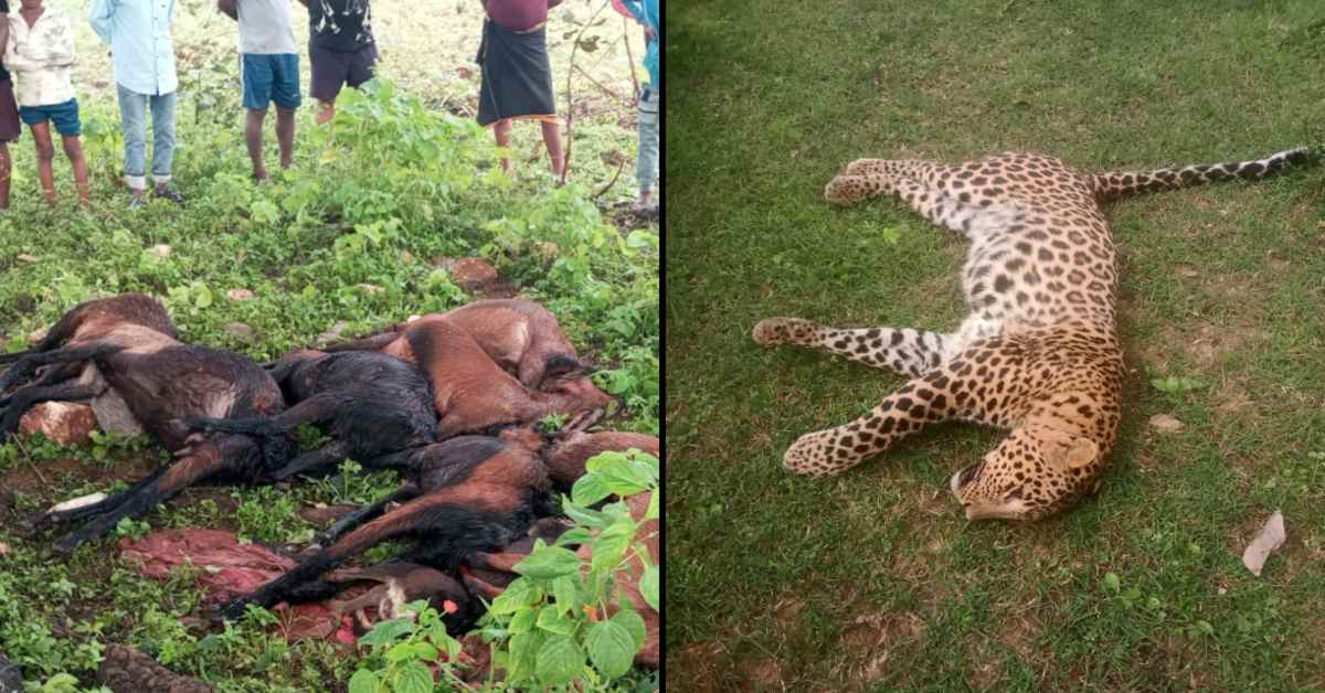 कटनी में कुदरत का कहर! तेंदुआ मृत मिला, बिजली गिरने से 8 बकरियों की मौत, चरवाहा झुलसा