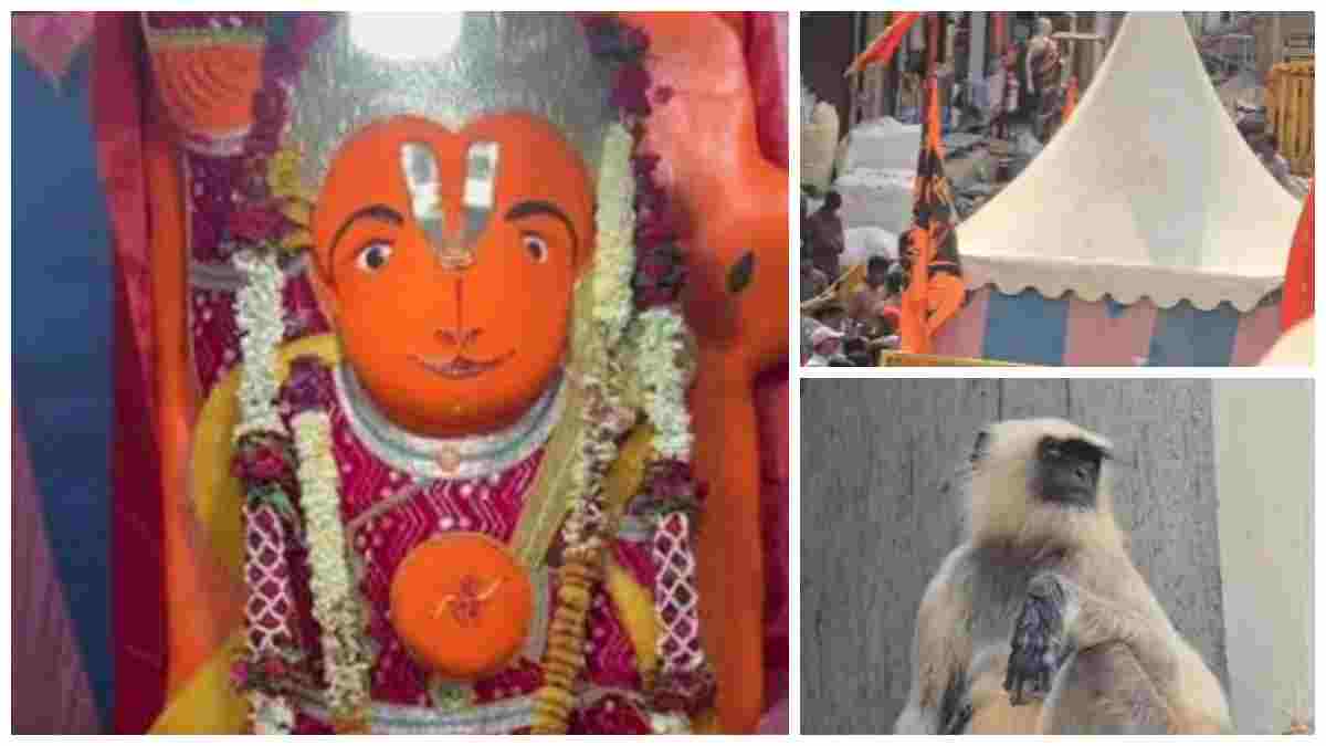 उज्जैन में खड़े हनुमान मंदिर के पास पहुंचे ‘वानरराज’, लोगों ने आस्था से जोड़ा; बोले- ‘हनुमान जी को बचाने खुद पहुंच रहे वानर’