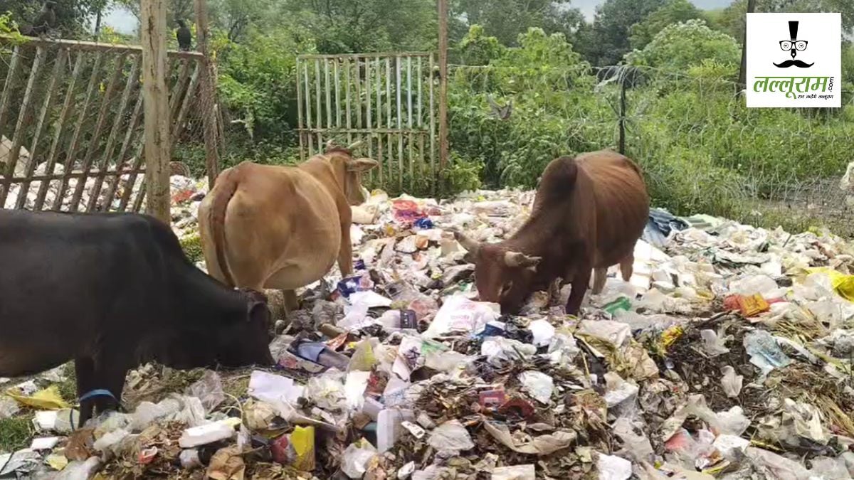 रिसाइक्लिंग प्लांट में गंदगी का आलम: कचरा खाकर फूड पॉइजनिंग का शिकार हो रहे गोवंश, दुर्गंध से लोग परेशान